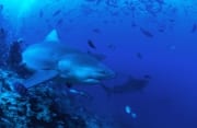Bullenhai schwimmt Richtung offenes Wasser (00019007)