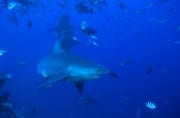 Drei Bullenhaie im freien Wasser (00019009)
