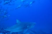 Bullenhai in Richtung offenes Meer (00019012)