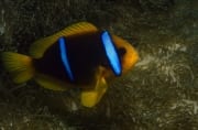 Orangeflossen-Anemonenfisch patrouilliert vor seiner Anemone (00019613)