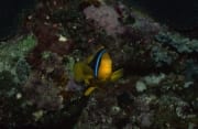 Orangeflossen-Anemonenfisch vor buntem Hintergrund (00019619)