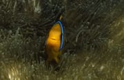 Orangeflossen-Anemonenfisch naehert sich frontal (00019622)