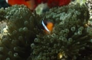 Orangeflossen-Anemonenfisch schaut aus der Anemone (00019630)