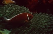 Halsband-Anemonenfisch (00019644)