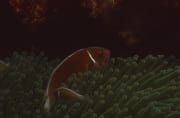 Halsband-Anemonenfisch (00019646)