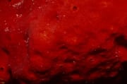 Roter Schwamm im Roten Meer (00020253)