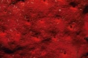 Roter Schwamm im Roten Meer (00000204)