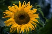 Sonnenblume (00020449)