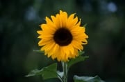 Sonnenblume (00020450)