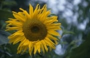 Sonnenblume (00020492)
