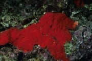 Red Sponge (00000206)
