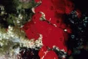 Roter Schwamm im Roten Meer (00000207)