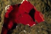 Roter Schwamm im Roten Meer (00000208)