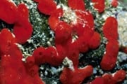 Roter Schwamm im Roten Meer (00000209)