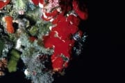 Roter Schwamm im Roten Meer (00000210)
