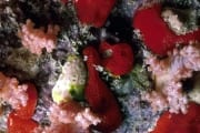 Roter Schwamm im Roten Meer (00000212)