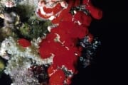 Roter Schwamm im Roten Meer (00000213)