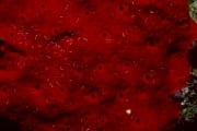 Roter Schwamm im Roten Meer (00000215)
