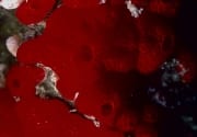 Roter Schwamm im Roten Meer (00000216)