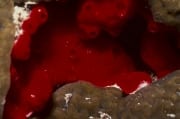 Roter Schwamm im Roten Meer (00000217)