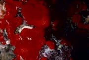 Roter Schwamm im Roten Meer (00000218)