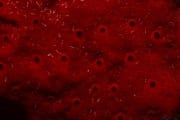 Roter Schwamm im Roten Meer (00000219)