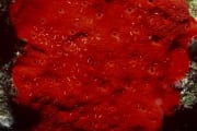 Roter Schwamm im Roten Meer (00000220)