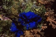 Blauer Schwamm im Roten Meer (00000221)