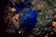 Blauer Schwamm im Roten Meer (00000223)