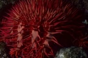Dornenkronenseestern im Riff (00000261)