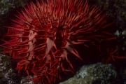 Dornenkronenseestern im Riff (00000262)