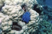 Blue sponge (00000641)
