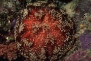 Sea urchinl (00000657)