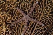 Sea star (00000659)