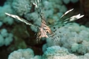 The Indian lionfish is fast approaching (00000791)