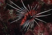 Clearfin lionfish in the coral reef (00000804)