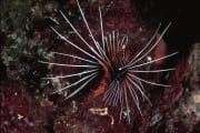 Clearfin lionfish (00000808)