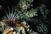 Clearfin lionfish (00000815)
