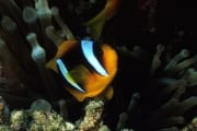 Rotmeer-Anemonenfisch (00000837)