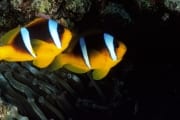 Rotmeer-Anemonenfisch (00000842)