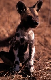 Afrikanischer Wildhund Welpe prueft die Lage (00013278)