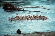 Goosander formation at the waterfall (00001214)