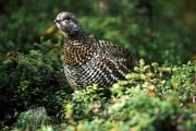 Spruce Grouse collects beeries (00001218)