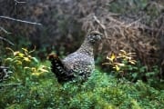 Spruce Grouse collects beeries (00001224)