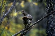 Spruce Grouse collects beeries (00001225)