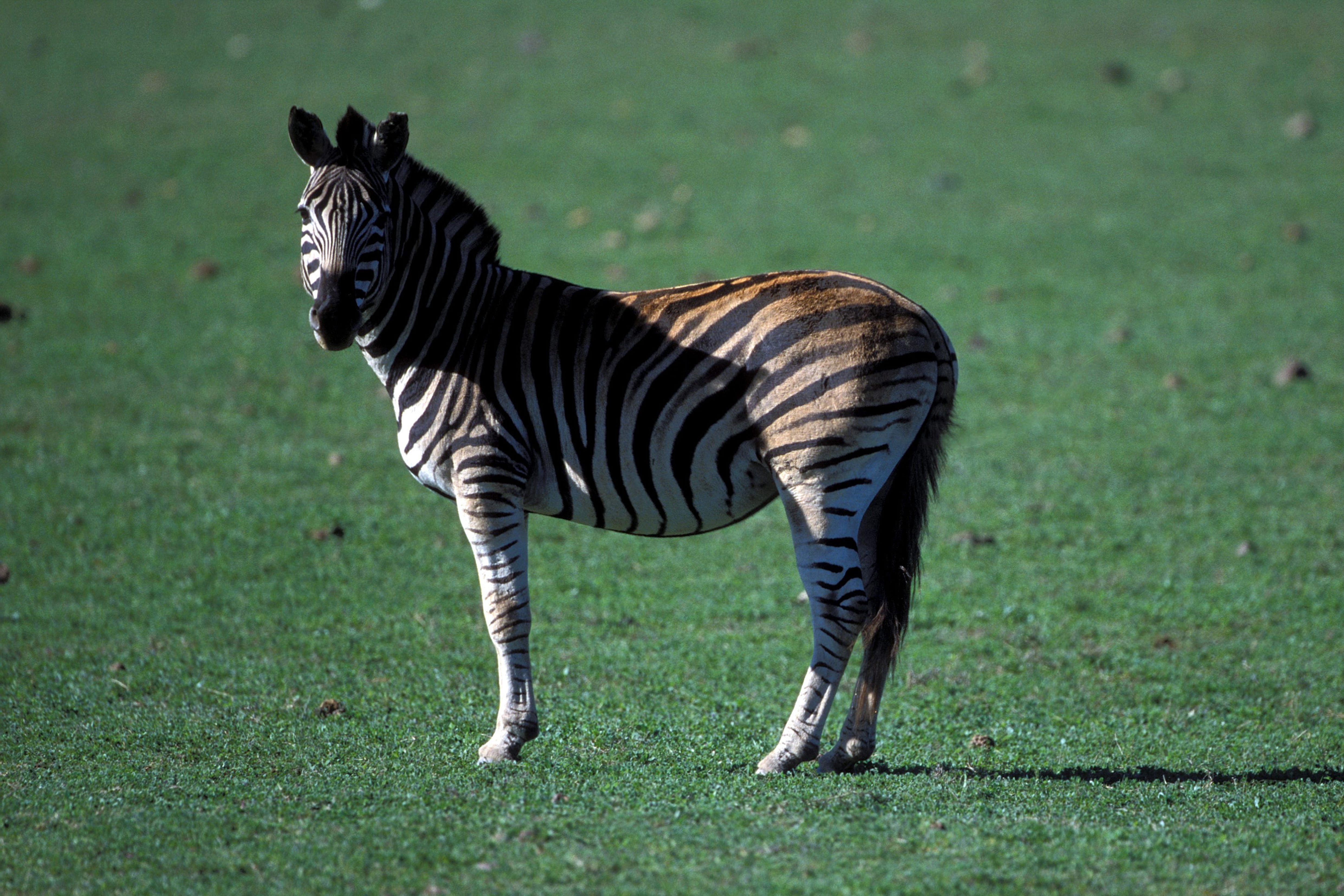 Zebra standing in the meadow (00010975)