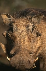 Warzenschwein im Addo Elephant National Park (00016171)