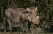 Warzenschwein vor dichtem Busch (00016184)
