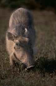 Warzenschwein sucht nach zarten Graesern (00016192)