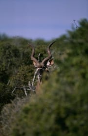Großer Kudu schaut aus dem Busch (00016279)